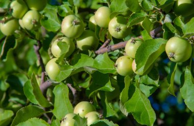 Wild apples. The apple tree was celebrated by Jews, Greeks, Romans and Scandinavians. Some thought the first couple of people were tempted by its fruits.