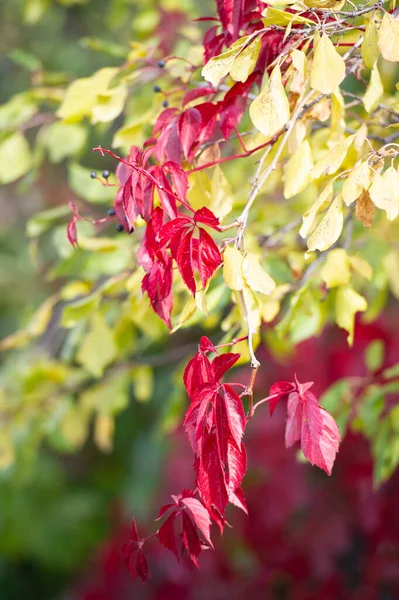 Wilde Druiven Shot Van Kleurrijke Herfst Wilde Druivenbladeren Natuurlijke Achtergrond — Stockfoto
