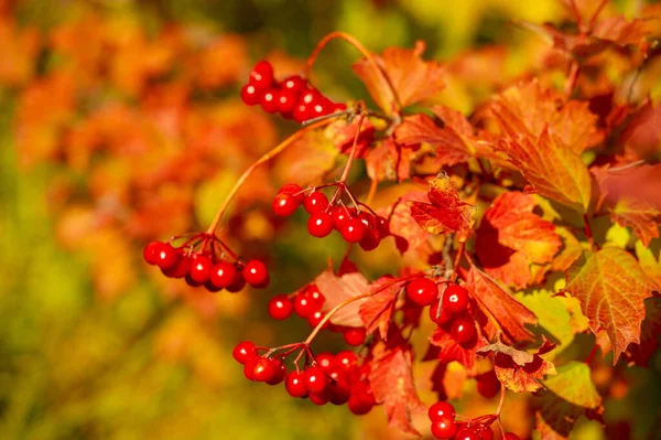 Расплывчатое Фото Мелкая Глубина Резкости Осенний Красный Вибурнум Современная Классификация — стоковое фото