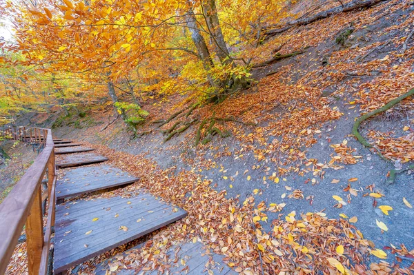 Sentier Randonnée Dans Forêt Automne Hêtres Haut Dans Les Montagnes — Photo