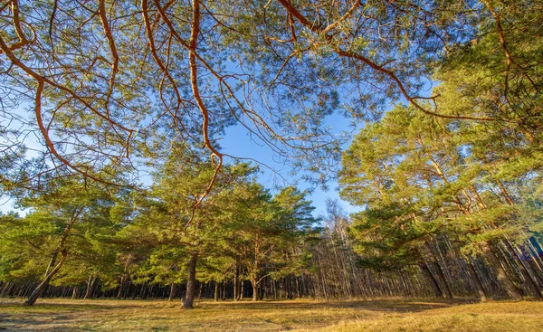 Winterfotografie Dezember Vororte Der Stadt Kiefernwald Wartet Auf Schnee — Stockfoto