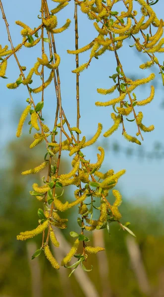 spring buds on trees. Leaves appear on trees in spring. They burst from the buds, in which they have been inactive all winter. Sunlight causes the leaves to bloom.