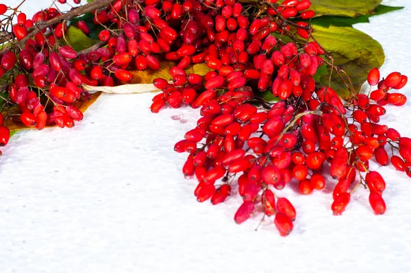 Berberis Vulgaris Barberry Bush Has Tart Red Berries Its Berries — Stock Photo, Image
