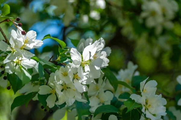 Яблочный Цветок Поистине Опьяняющее Зрелище Природы Тысячами Розовых Белых Цветов — стоковое фото