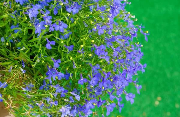 Lobelia Erinus Modern Herbal Medicine Most Commonly Used Species Lobelia — Stockfoto