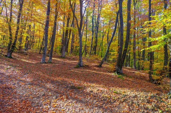 Trilha Caminhada Floresta Faia Outono Alto Das Montanhas Península Crimeia — Fotografia de Stock