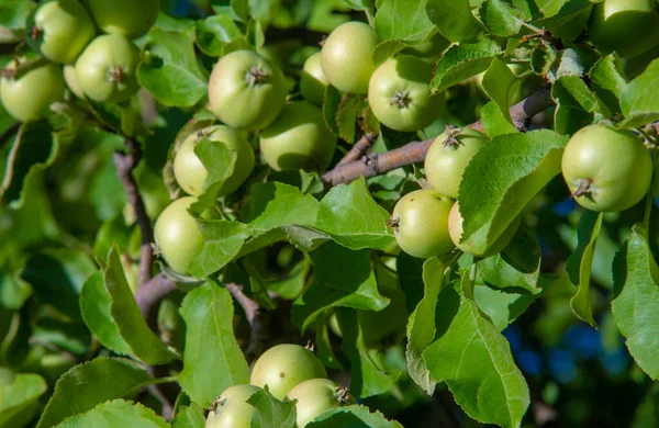 Wild Apples Apple Tree Celebrated Jews Greeks Romans Scandinavians Some — стокове фото