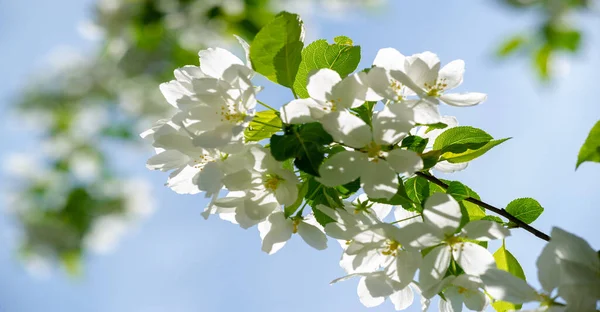 Elma ağacı çiçekleri. Bahçeler sayısız beyaz ve pembe çiçeklerle süslenir. Bu çiçekler sonsuza kadar uzanan tatlı ve taze bir koku yayar..
