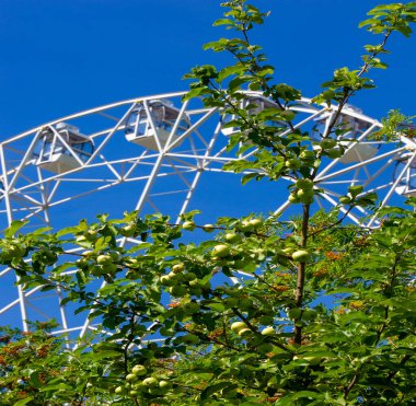 Wild apples. The apple tree was celebrated by Jews, Greeks, Romans and Scandinavians. Some thought the first couple of people were tempted by its fruits.