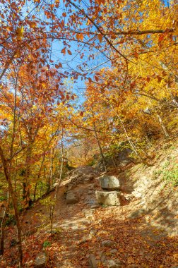 Sonbaharda Kırım Yarımadası 'nın fotoğrafları, Hornbeam Ormanı. 650-700 metre yükseklikte büyür, kayalık meşe ormanları kayın ve korna ile yer değiştirir. toprak ve su korunumu