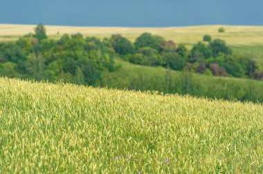 Yaz fotoğrafı. Ilıman ülkelerde yetişen ve ekmek, makarna, pasta vb. için un yapmak için kullanılan en önemli bitki olan buğday. ..
