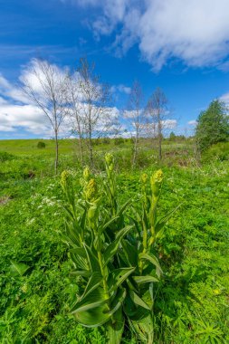 Spring photography, meadows fields, ravines, hills, rural landscape. A deep, narrow gorge with steep slopes. A naturally raised area of land, not as high or craggy as a mountain.