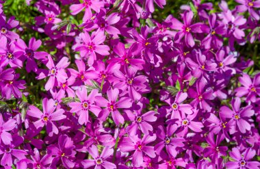 Phlox subulate Phlox creeping, mossy, pink moss, pink rock. A low plant that forms bryophyte rugs with pink flowers, together forming a solid carpet of flowers.
