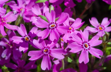 Phlox subulate Phlox creeping, mossy, pink moss, pink rock. A low plant that forms bryophyte rugs with pink flowers, together forming a solid carpet of flowers.