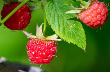 Raspberries. The variety of antioxidant and anti-inflammatory phytonutrients in raspberries is truly remarkable, and few commonly eaten fruits are capable of providing more variety.
