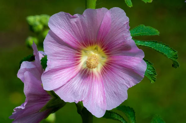 Mallow Edible Form Leafy Vegetables Known Turkish Ebegmeci Used Turkey — стоковое фото