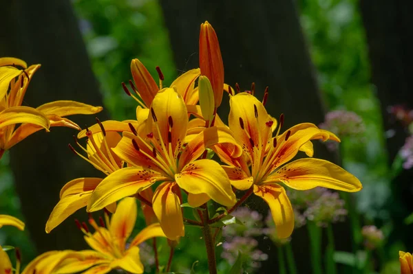 Lilium Sevdiklerine Duyduğun Sevgi Coşku Sevgiyi Temsil Ederken Turuncu Zambaklar — Stok fotoğraf