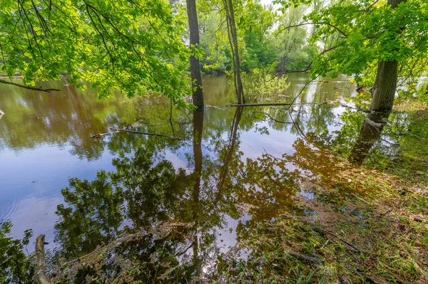 Nehir deltasında bahar fotoğrafçılığı. Avrupa kısmı. Nehrin taşkınları. Nehir ilkbaharda eriyip buz tutarken taşar..