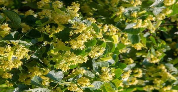 Linden Flower One Ingredients Special Tea Happiness Bring You Peaceful — Stock Photo, Image