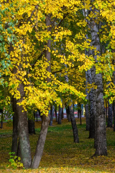 Podzimní Krajina Náčrt Podzimu Fotografii Žluté Vínově Červené Listy Letní — Stock fotografie