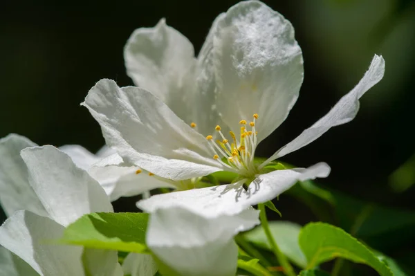 Apple Tree Flowers Gardens Adorned Countless White Pink Flowers Exude — Stock Photo, Image