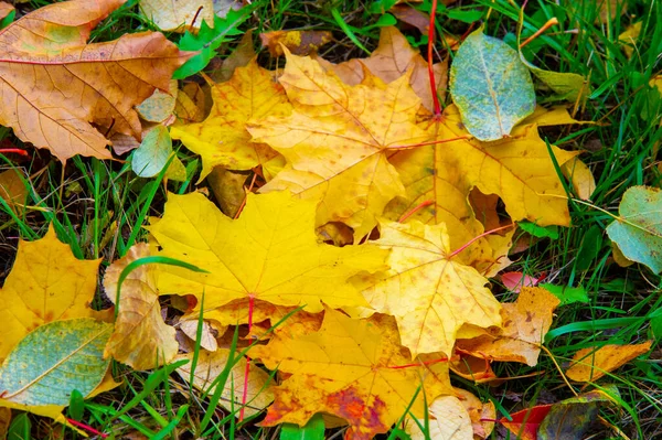 Feuille Érable Automne Structure Aplatie Une Plante Supérieure Semblable Une — Photo