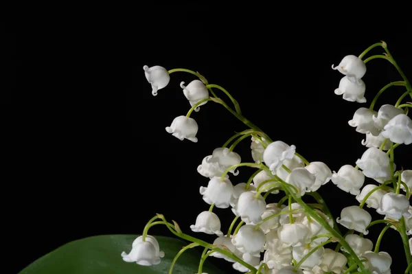 Convallaria Majalis Lis Vallée Lis Vallée Été Utilisé Lors Des — Photo