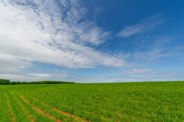 Fotografía Primaveral Paisaje Con Cielo Nublado Trigo Joven Con Abonos — Foto de Stock