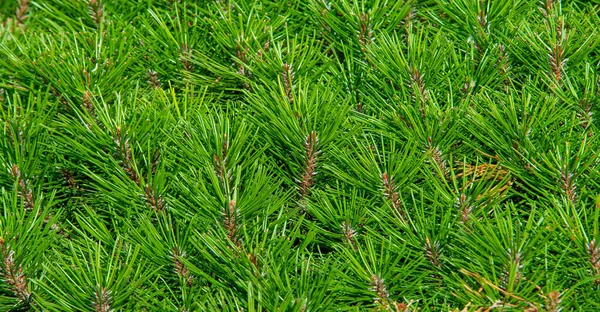 Needles Pine Needles Texture Background Pattern — стоковое фото