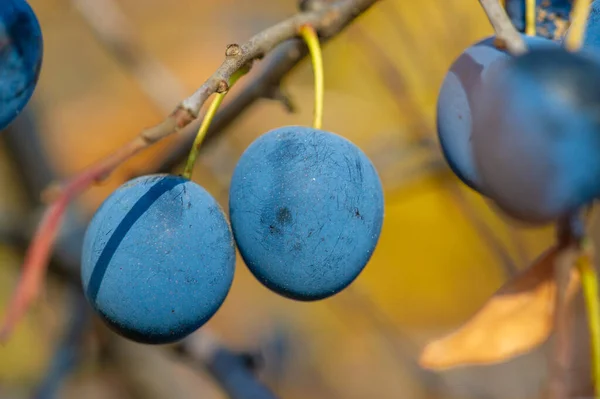 Prunus Spinosa Disebut Blackthorn Atau Sloe Cocok Untuk Makanan Kaleng — Stok Foto