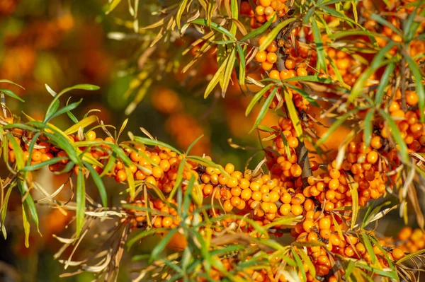 Espino Cerval Mar Contiene Vitaminas Otros Ingredientes Activos Puede Tener — Foto de Stock