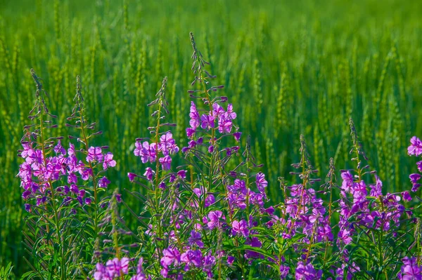 Summer Photo Chamaenerion Angustifolium Known North America Fireweed Some Parts — Stock Photo, Image