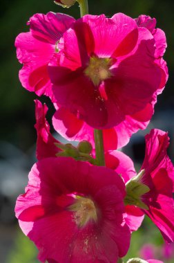 Mallow  edible in the form of leafy vegetables. Known in Turkish as ebegmeci, it is used in Turkey as a vegetable in various forms, such as filling leaves with bulgur or rice.