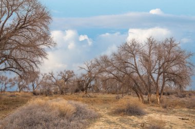 Baharın başında Steppe. Avrasya Steppe, Avrasya 'dan gelen geniş bir bozkır ekosistemi olup, ılıman çayırlar, savanlar ve çalılık biyolojisi barındırır.