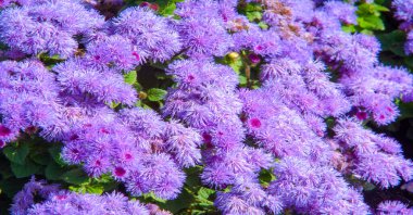 Ageratum flowers come from the Greek word 