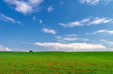  Bahar fotoğrafçılığı, güneşte yetişen taze yeşil buğday, ılıman ülkelerde yetişen en en önemli bitkidir, buğday, ekmek yapmak için toprak, vs. 