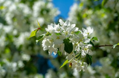Elma çiçeği binlerce pembe ve beyaz çiçekle gerçekten sarhoş edici bir doğa görüntüsüdür. Her yıl yeniden ortaya çıkan doğanın bir gösterisi..