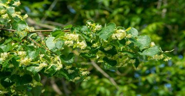 Linden flower is one of the ingredients of my special 