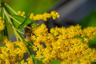 A bumblebee collects honey on a goldenrod flower. a large hairy bee with a loud buzzing, living in colonies in underground burrows. a plant from the chamomile family, with small bright yellow flowers