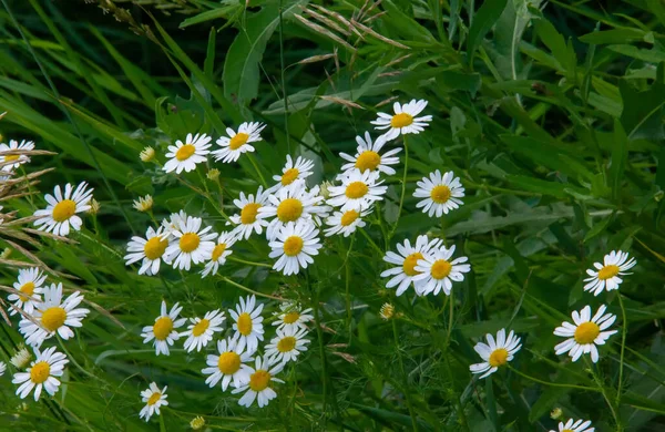 Chamomile Has Been Used Thousands Years Folk Medicine Relieve Anxiety — Stockfoto