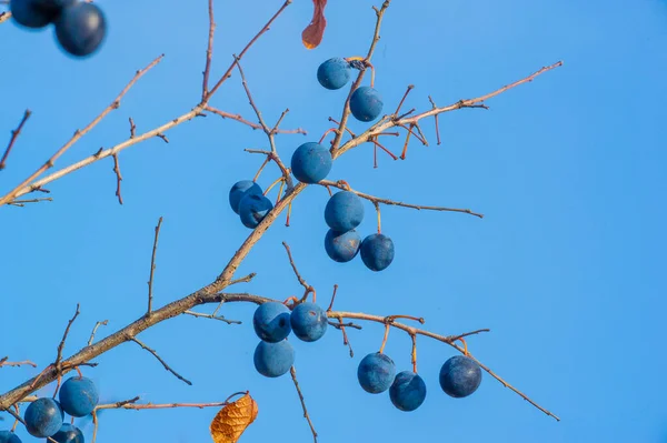 Prunus Spinosa Úgynevezett Blackthorn Vagy Sloe Alkalmas Konzerv Élelmiszer Torta — Stock Fotó