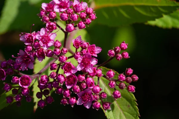 Bando Flores Rosa Uma Planta Seda Gramada Também Conhecida Como — Fotografia de Stock