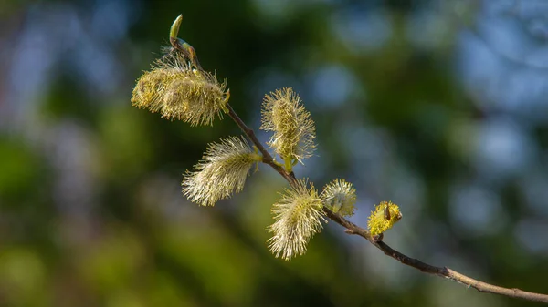 Jarní Krajina Vrbové Květiny Květinové Náušnice Strom Nebo Keř Mírného — Stock fotografie