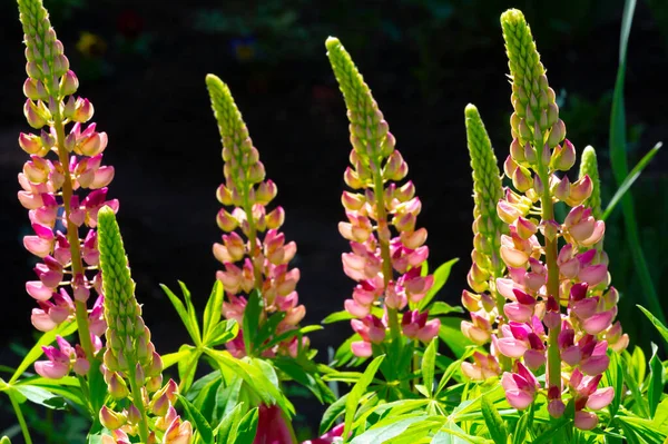 Une Fleur Sauvage Fleur Sauvage Est Une Fleur Qui Pousse — Photo