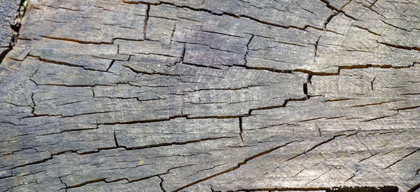 Old Tree Stump Panoramic Shot Bottom Part Tree Left Projecting — Fotografia de Stock