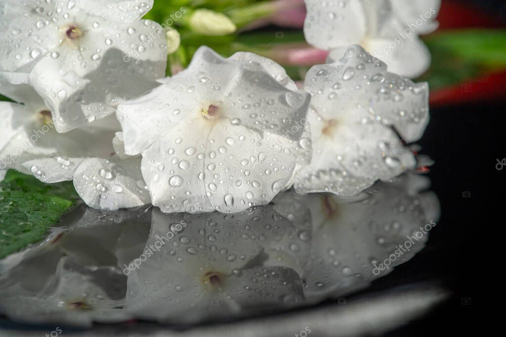 Garden Flowers Impatiens are also known as "Busy Lizzie" and its name