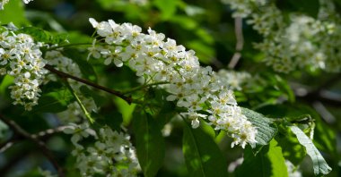 Bird cherry flowers. Amazing aromatic woody taste. In the spring, nectar-loving animals flock to this beautiful tree, and from the sweet nectar, honey tastes wonderful.