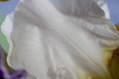 Iris, fleur-de-lis, luce çiçeği, bayrak. Çiçek B, yelpaze şeklinde kabartma yapar. Sapında ya da seyyar satıcı amcasıyla büyüyorlar. Genellikle yayılan ya da alçalan üç sepala 