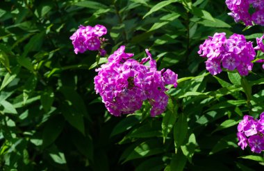 Panik halindeki phlox, siyanotik ailede çiçek açan bir bitki türüdür. Doğal olarak, derelerin kıyısında ve nemli orman alanlarında yetişir..