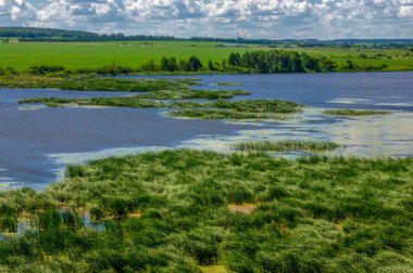 Yaz fotoğrafçılığı, sazlıklarla kaplanmış bir nehir, beyaz bulutlu mavi gökyüzü, ördek otuyla kaplanmış mavi su, nehir taşkını ovası, bunaltıcı yaz günü